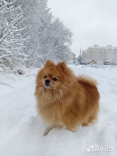 Немецкий шпиц вязка