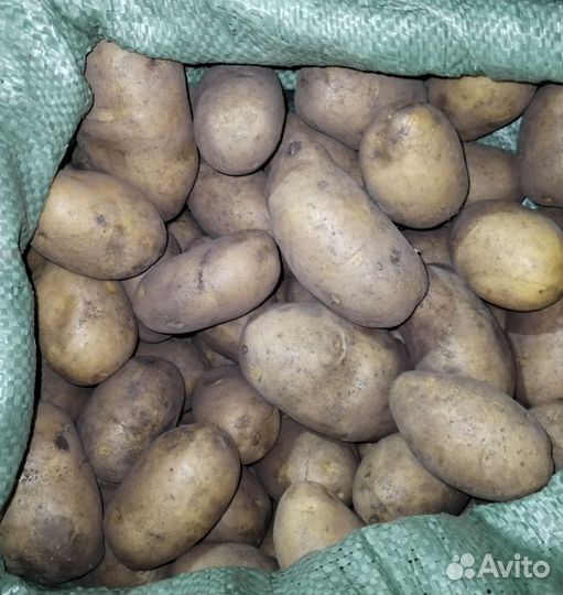 Продам картофель