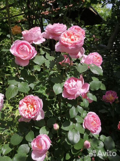 Саженцы роз окс - Осень 2023