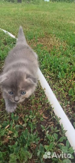 Котята вислоухие