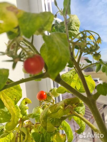 Помидор самоопыляющийся для квартир