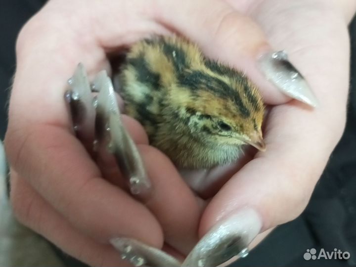 Перепелята суточные