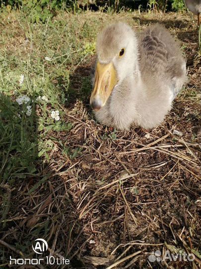 Домашняя птица