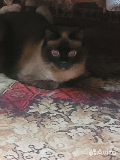 Тайская Кошка в дар