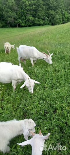 Козы и козлята продажа