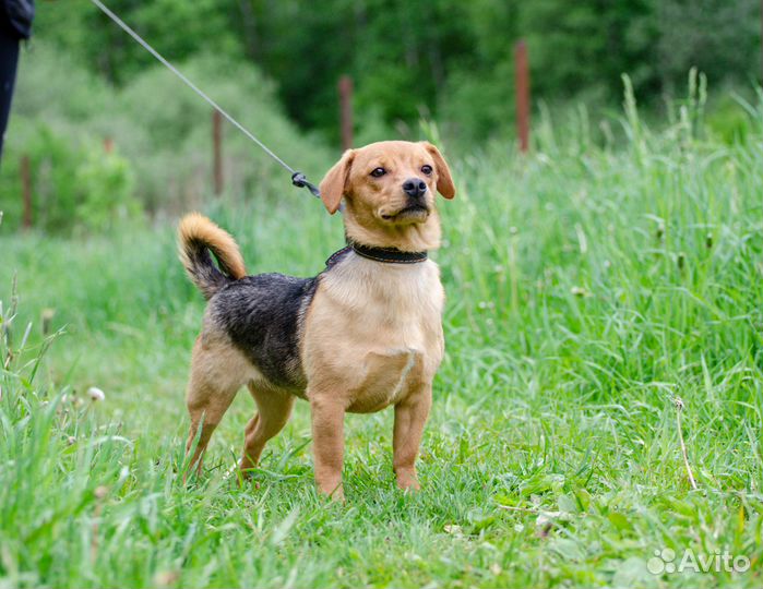 Виски и Кола - небольшие добрые собачки дар