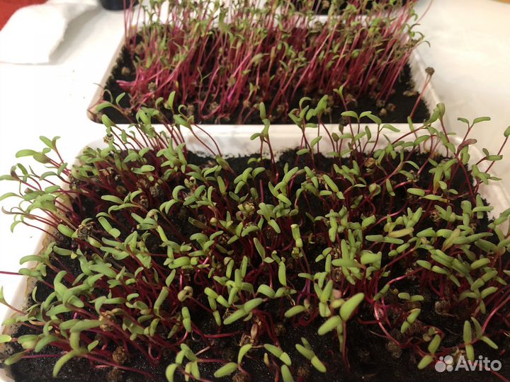 Микрозелень от Ильича