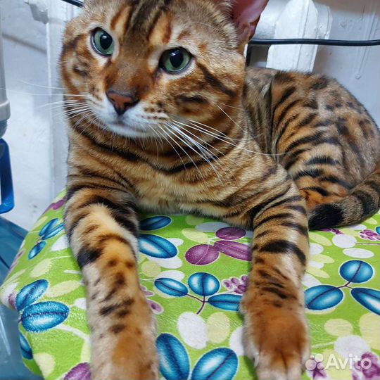 Бенгальский кот вязка
