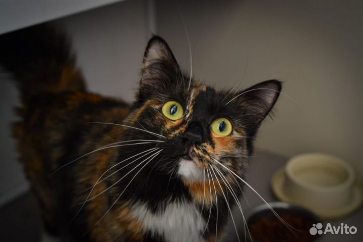 Отдам кошечку Черри