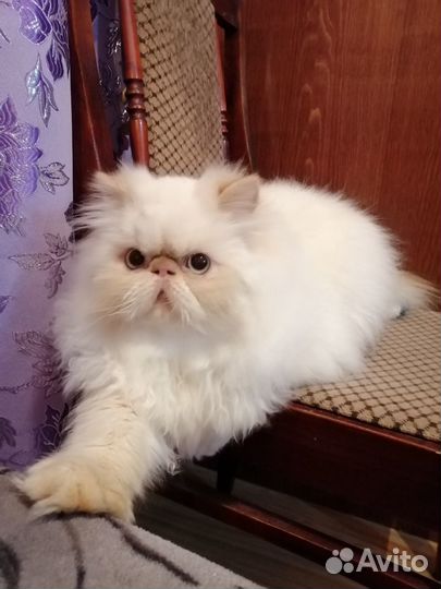 Красавец жених (Вязка)