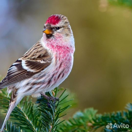 Певчие лесные птицы
