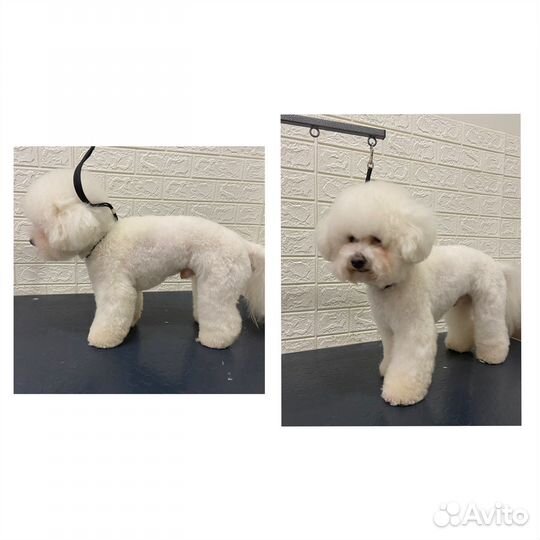 Пудель-модель на азиатскую стрижку