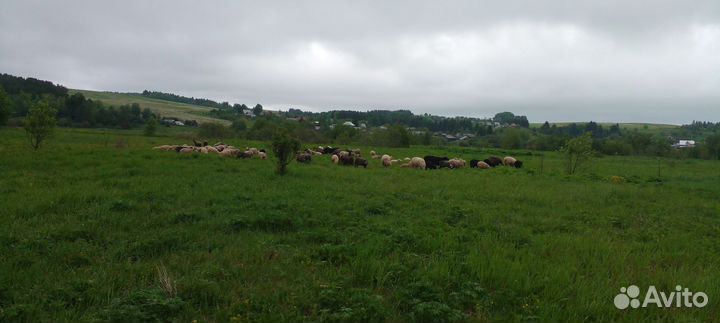 Овцы бараны ягнята оптом, 126 голов