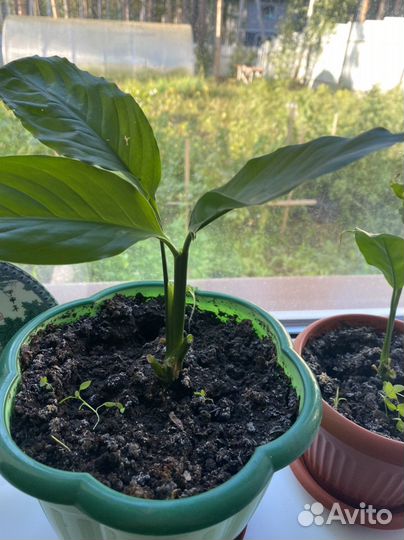 Суккуленты и цветы