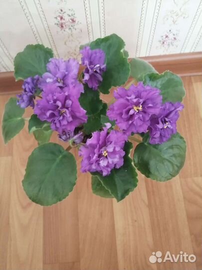 Фиалка А.В.Бандерас