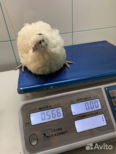 Инкубационное яйцо перепела *BigQuail