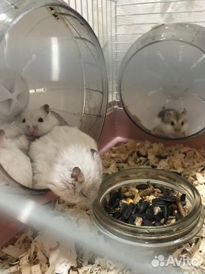 Джунгарский хомяк маленький