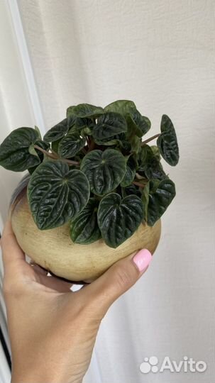 Пеперомия арбузная, фиттония, миканс