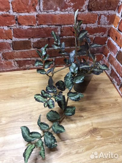 Пеллиония Даво