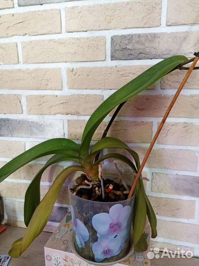 Орхидея фаленопсис