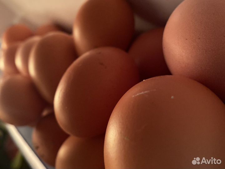 Домашние куриные яйца