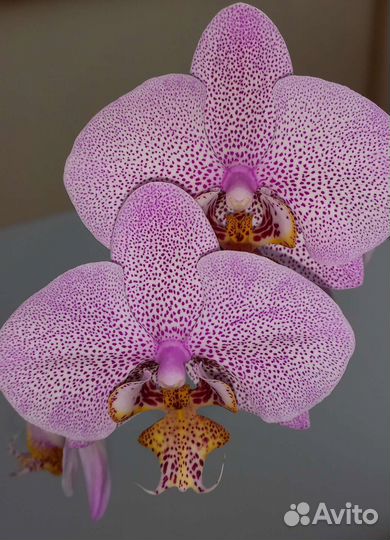 Орхидея фаленопсис Манхэттен