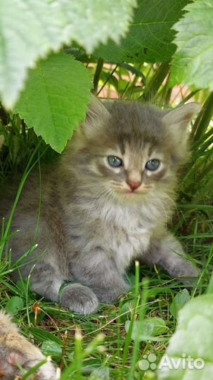 Котенок девочка
