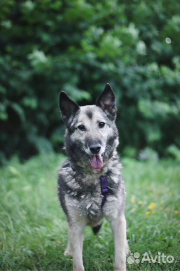 Ева ищет дом. Собака в добрые руки