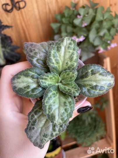 Примулина Patina