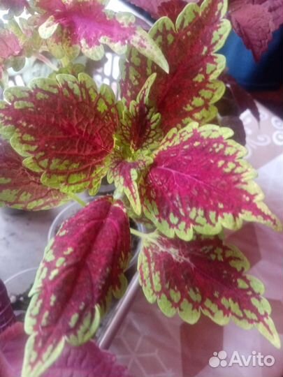 Колеусы сортовые