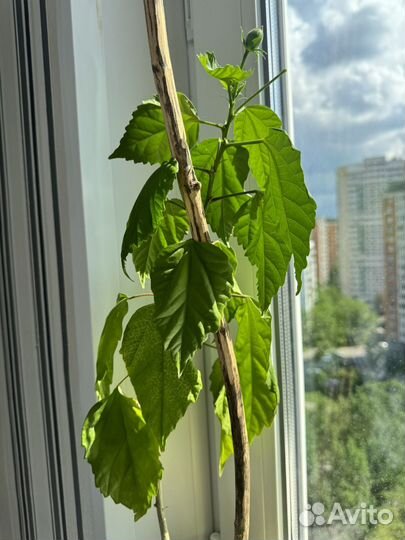 Гибискус китайская роза дерево