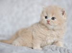 Британский персиковый котенок