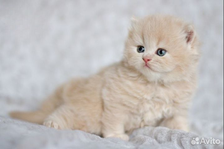 Британский персиковый котенок