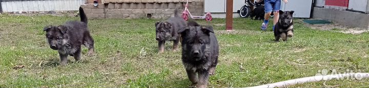 Немецкая овчарка