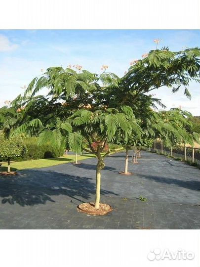 Альбиция ленкоранская