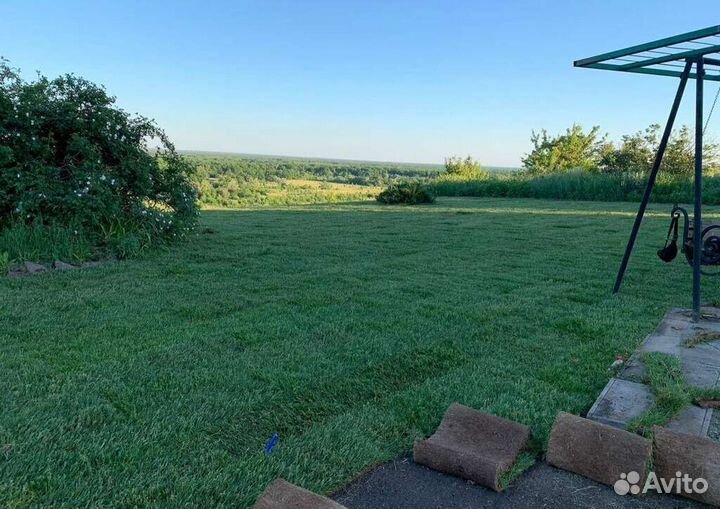 Рулонный газон