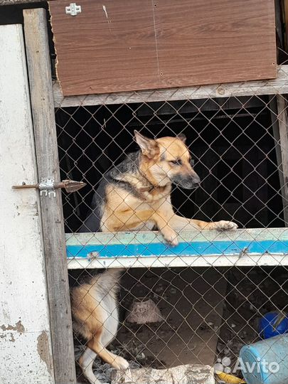 Немецкая овчарка