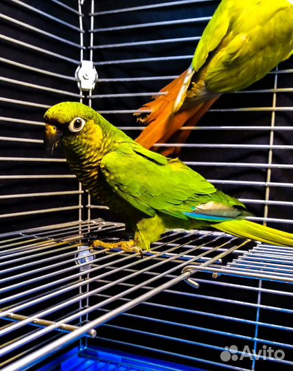 Попугай пиррура (птенцы)