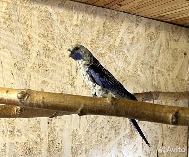 Синий пенант(розелла)