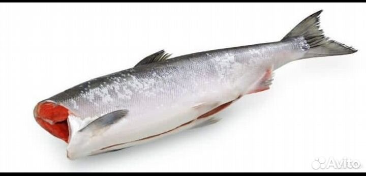 Камчатский дикий лосось Кижуч