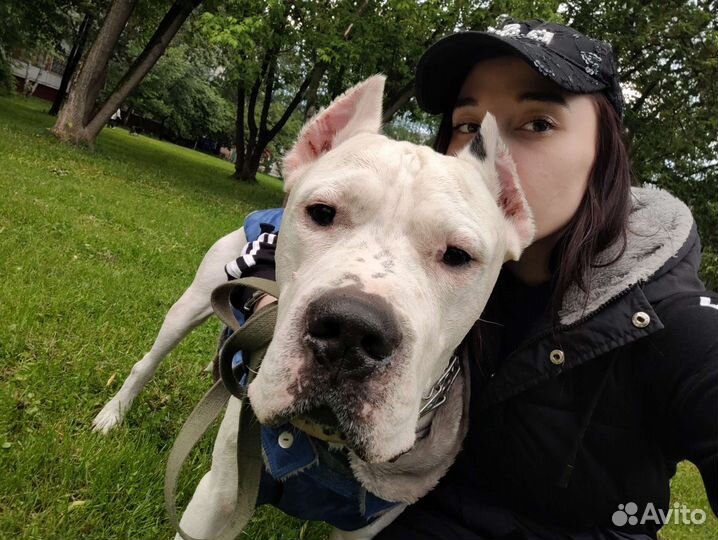 Услуги кинолога