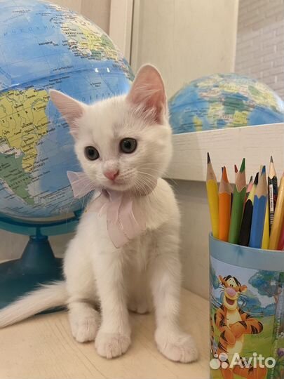 Котята сибирской кошки