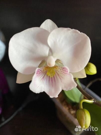Орхидея Phal. sogo '5545'