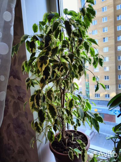 Фикус бенджамина пестролистный