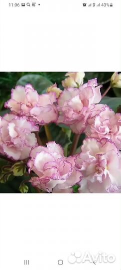 Сортовые фиалки