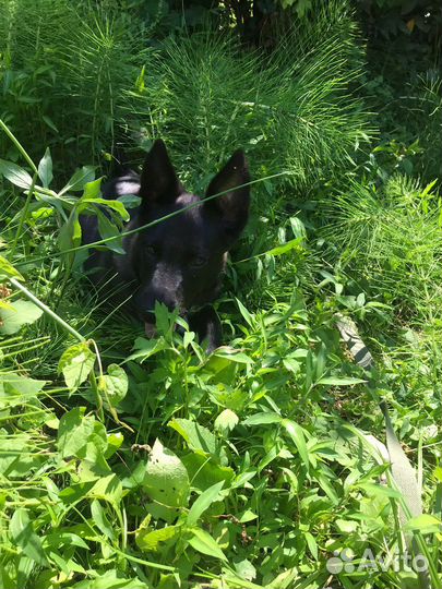 Собака в добрые руки отдам бесплатно