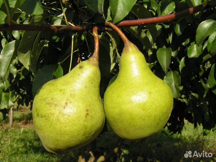 Саженцы груши Зевея