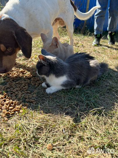 Котёнок 5 мес., серо - беленькая, полупушистая