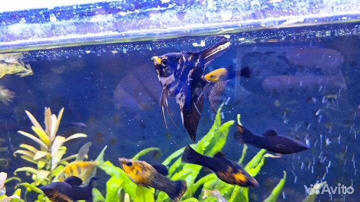 Аквариум с рыбками