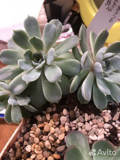 Суккуленты эчеверии листочки